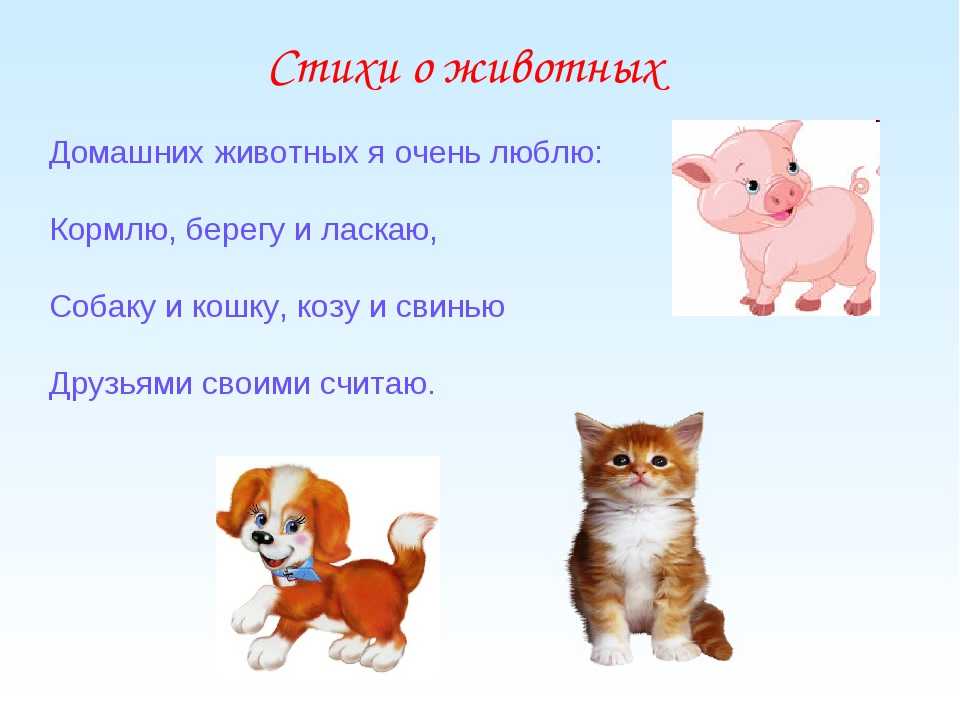 50 детских стихов про котят, кошек и котов