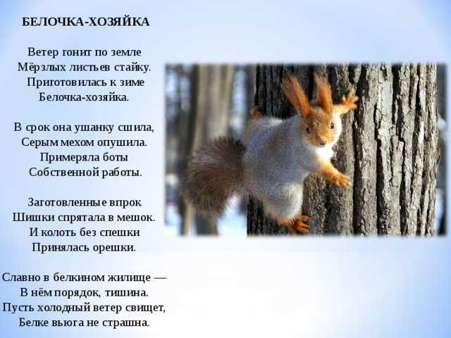 Прикольные стихи про белку • «поздравления & пожелания» на все случаи