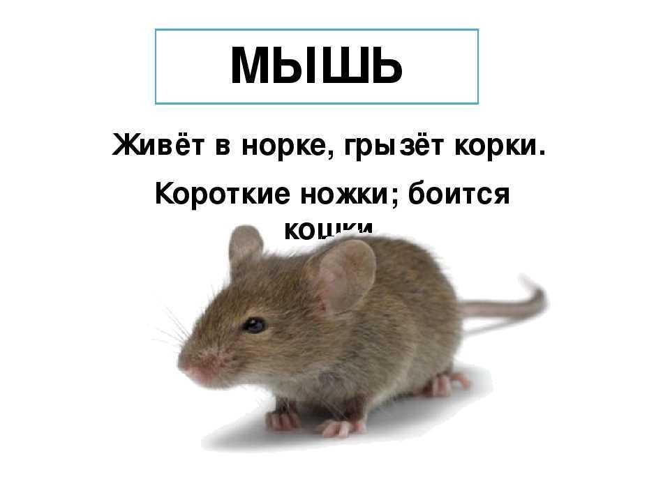 Лучшие книги для детей 2-3 лет