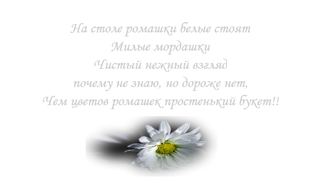 Статусы про ромашки – со смыслом, прикольные