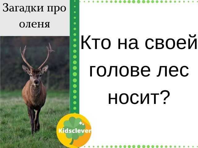 Загадки про животных для детей с ответами ✅ блог iqsha.ru