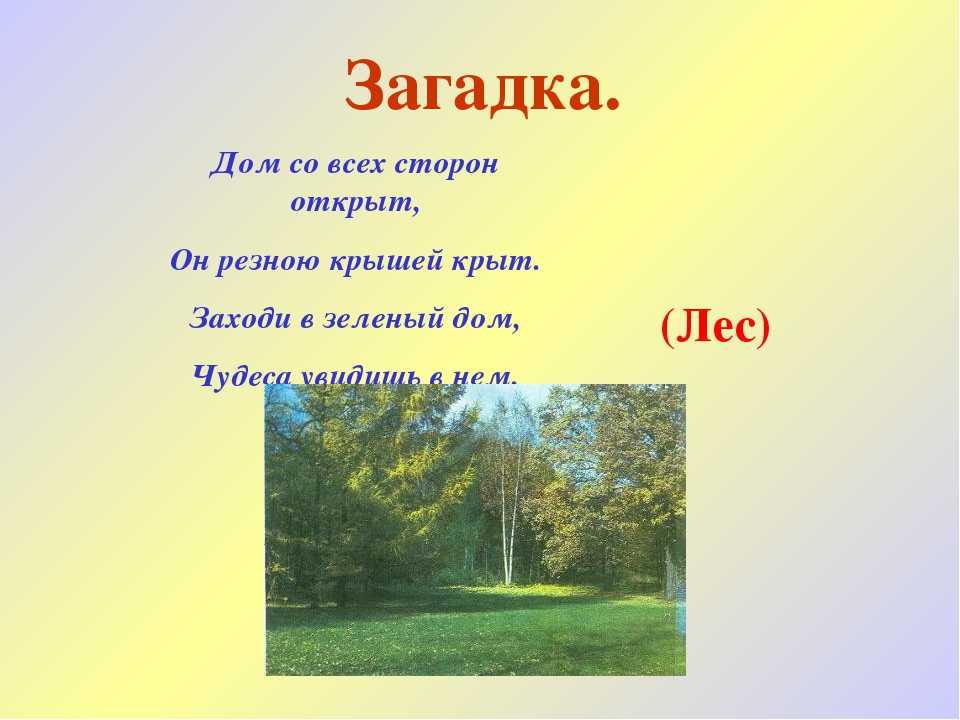 Загадки про лес с ответами - я happy мама