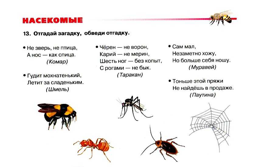 Детские загадки про бабочку и ее разновидности. детские загадки про бабочку и ее разновидности загадка про бабочку на белорусском языке