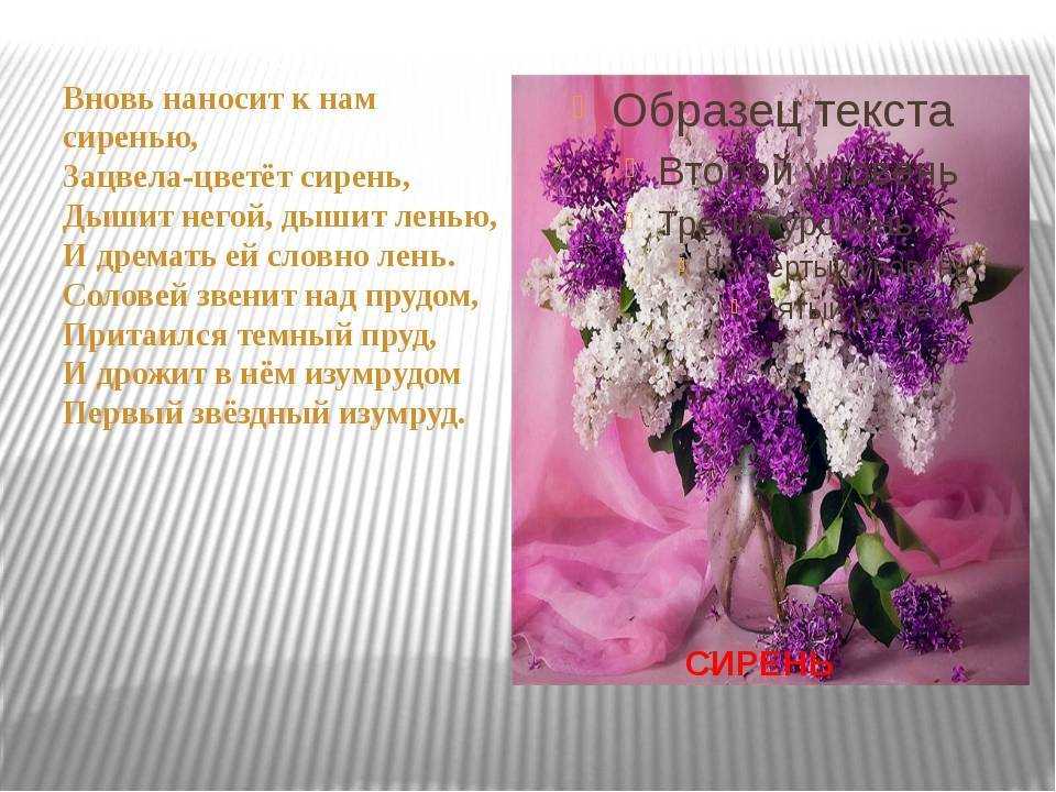 Красивые картинки с днем сирени (поздравления, стихи, смс) | здесь позитив