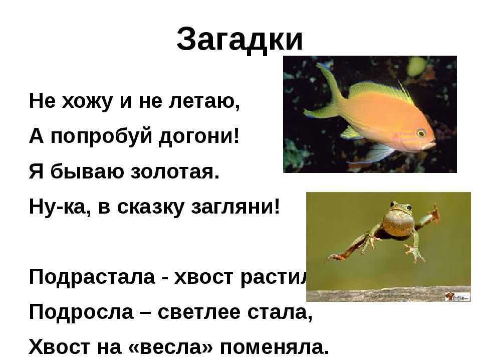 Загадки для детей 3-4 лет с ответами