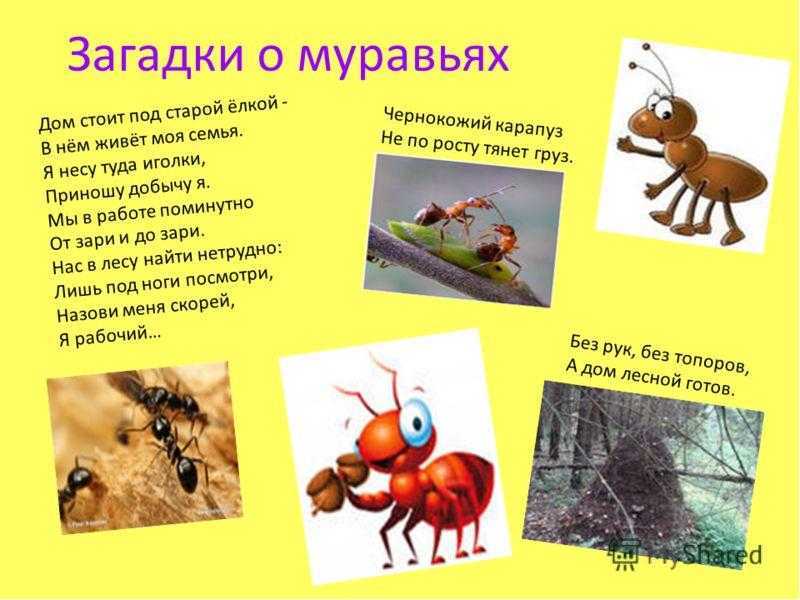 Загадки про насекомых для детей с ответами
