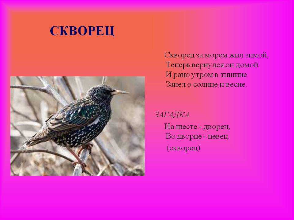 Загадки про птиц для детей 6-7 лет с ответами