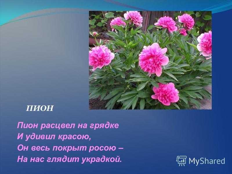 Стихи про пионы для детей и взрослых