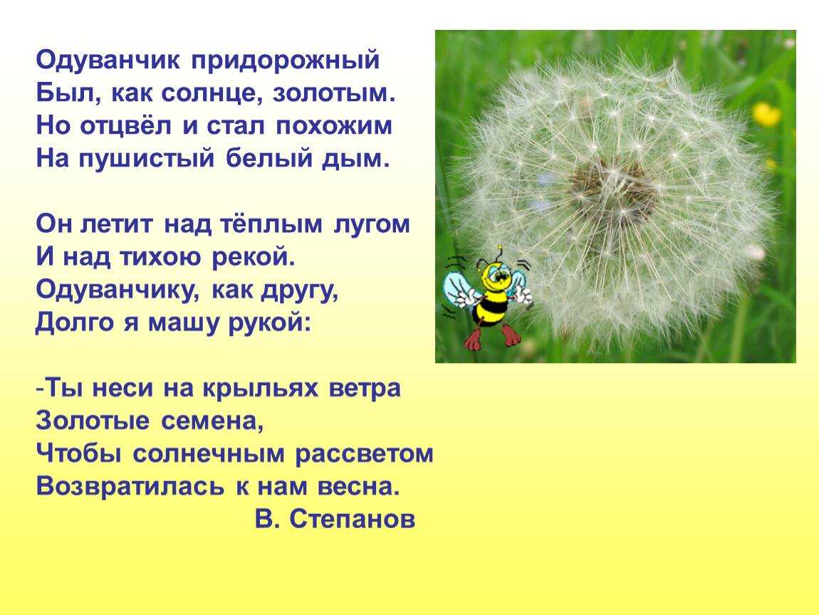 Стихи о цветах короткие красивые