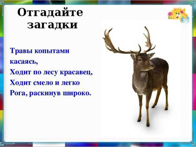 Загадки про животных с ответами для 2-3 класса