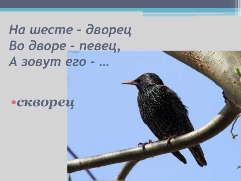 Загадки о птицах для детей 6-7 лет с ответами