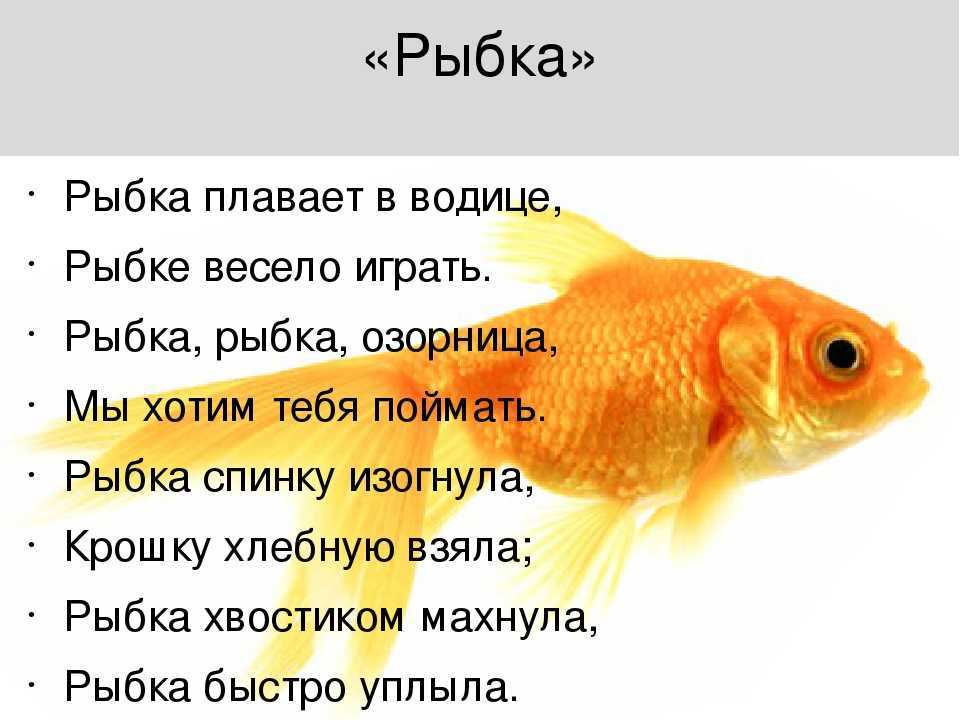 Для расширения кругозора детей отлично подойдет наша подборка стихов про рыбалку Читайте в рамках развивающих занятий и предлагайте ребятам разучивать их наизусть